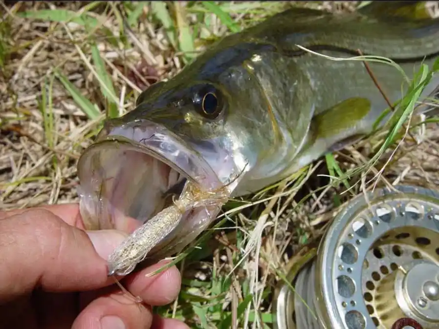 Florida Fly Fishing Race Car